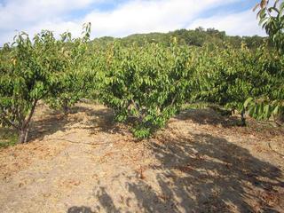 Finca rústica a Valdastillas. Terreno en venta en valle del jerte  valdastillas cáceres