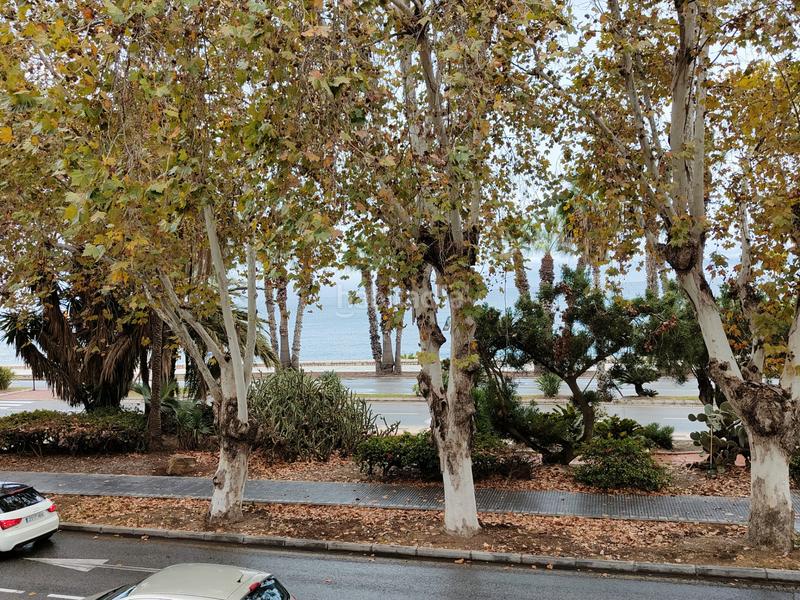 Foto 6c70331c-15c3-4596-94d9-6fa94ffb414d. Affitto appartamento in Limonar Málaga