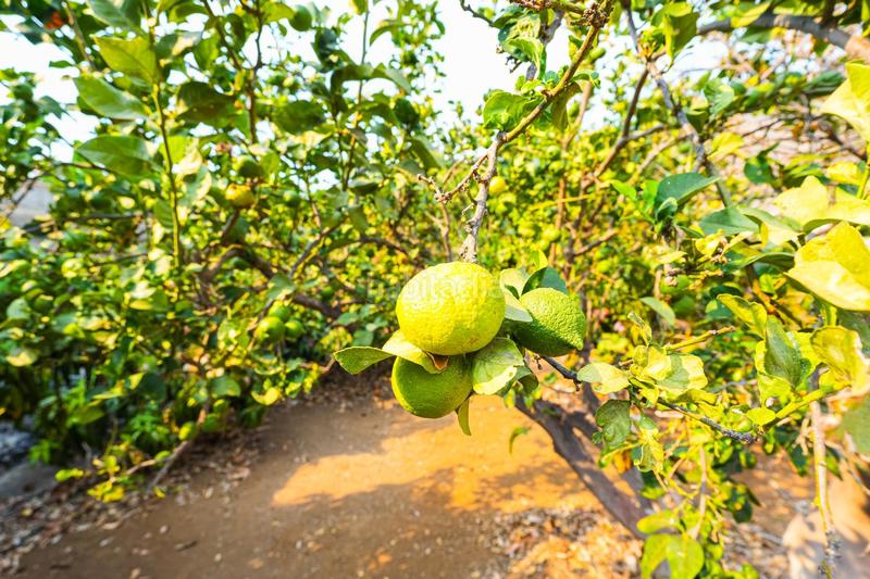 Foto 9848bbc9-9f5f-4495-9b67-ba6214149a1e. Chalet en Tamaimo - Arguayo Santiago del Teide