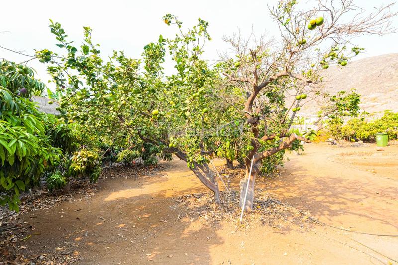 Foto d6c800f6-55a2-4ae4-9015-04f5e63b6d43. Chalet con parcheggio in Tamaimo - Arguayo Santiago del Teide