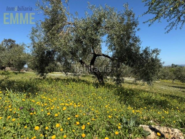 Foto 319b5589-04e6-451d-ad16-ad872d861c4d. Finca rústica a San Rafael Ronda