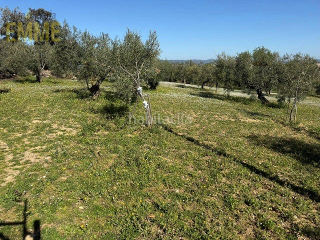 Foto 79a63431-1e52-4da5-a52a-1a473fa6cdcd. Finca rústica a San Rafael Ronda