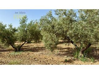 Propriété à Partidas Norte. Magnífico olivar en plena producción