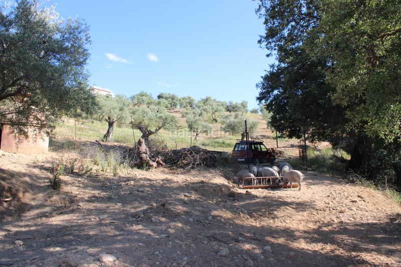 Foto c6474384-3446-418e-84c8-f1f56f8f4d9e. House with parking pool in La Ciudad Ronda