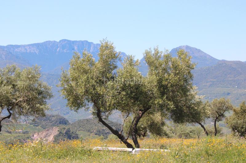 Foto 44290a91-4474-4de1-ab13-6845fa3dcf6d. Finca rústica en calle veterin 10 oferta solo para septiembre y octubre! reducido desde 155.000€ en Gastor (El)