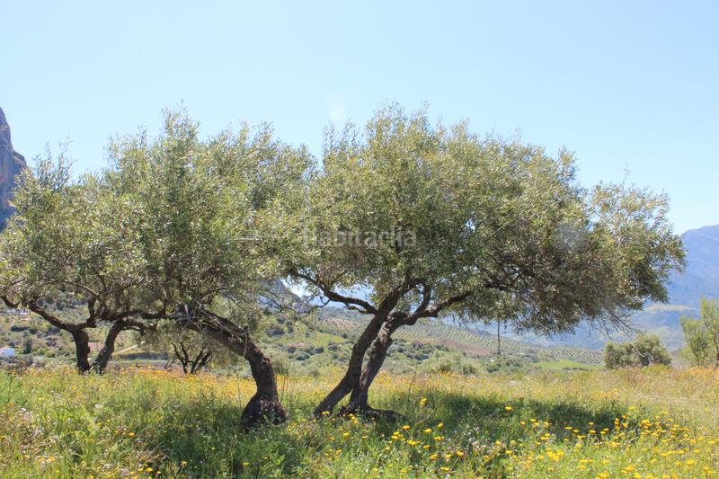 Foto af20a959-902f-4a66-9d83-9c1fd6c0757b. Finca rústica en calle veterin 10 oferta solo para septiembre y octubre! reducido desde 155.000€ en Gastor (El)