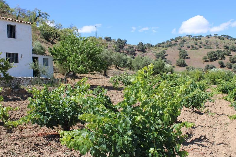Foto 228e9aa6-7192-4229-95bf-5008f3b79c43. Casa a Partidas Norte Ronda