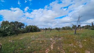 Rural plot in Costitx