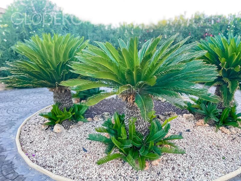 Foto f05daf56-555a-4b61-851e-1771996f6c88. Chalet  exclusivo con finca agrícola y piscina en daya nueva en Alicante