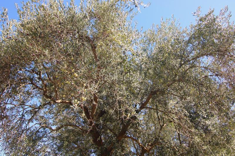 Foto 4ba68b9d-b0db-493f-92d2-af171acc6b7f. Country house in diseminados 81 in Tolox