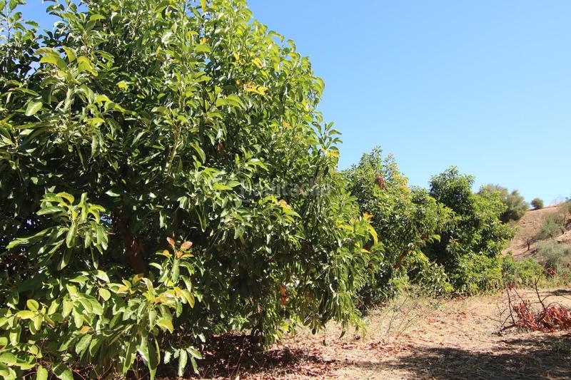 Foto 4ed36114-acdf-4eea-8e4a-6da229b1b2db. Country house in diseminados 81 in Tolox