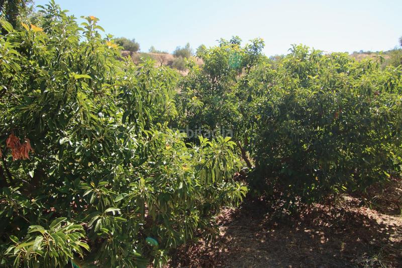 Foto 5bd31e80-8d42-4985-b1b0-cf06bae35ed8. Country house in diseminados 81 in Tolox