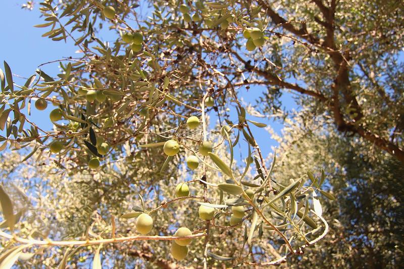 Foto 8a171c22-7908-4a38-b091-18cbc7f97266. Country house in diseminados 81 in Tolox