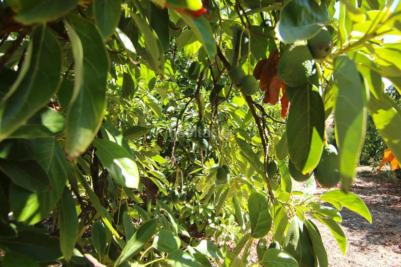 Foto a9dd5098-f991-4597-bde9-a9a946ba9449. Country house in diseminados 81 in Tolox