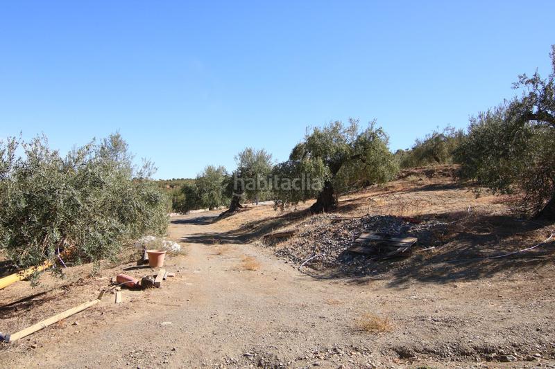 Foto 5eeaa300-6b67-4a24-be66-c46b03439c3f. Fondo rustico in Tolox