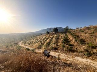 Rural plot in Alhaurín el grande 22. Oportunidad única parcela de 18.000 m2 con cultivo de aguacates