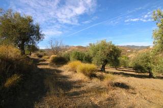 Finca rústica a Tolox. Parcela rustica de olivos con posiblidad de contruir casa de ape
