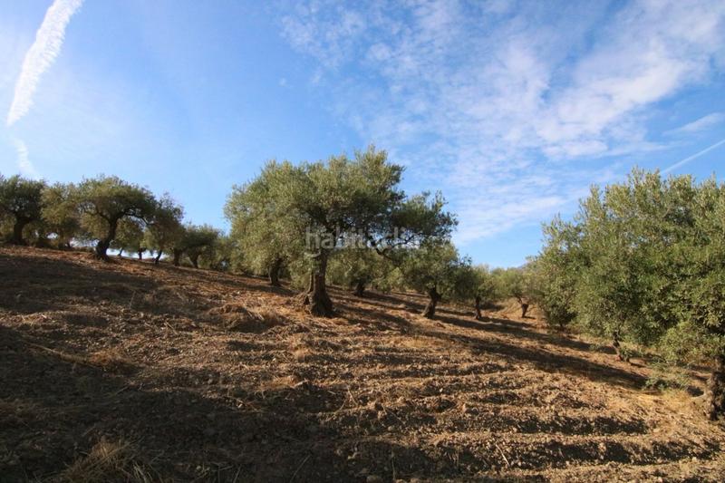 Foto 1991e526-5ae3-4e0d-8ac6-e660eab88dcd. Finca rústica a Tolox