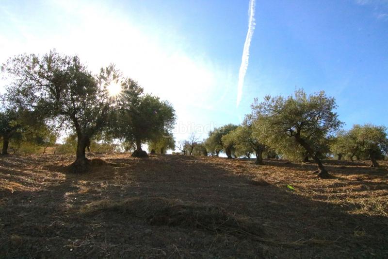 Foto 52ddc267-5164-44a7-965f-0a3ce09705cb. Finca rústica a Tolox