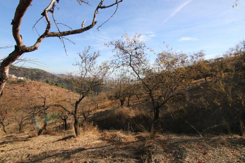 Foto 6ad28d22-6c38-4600-b074-94aaae9cdc6c. Finca rústica a Tolox