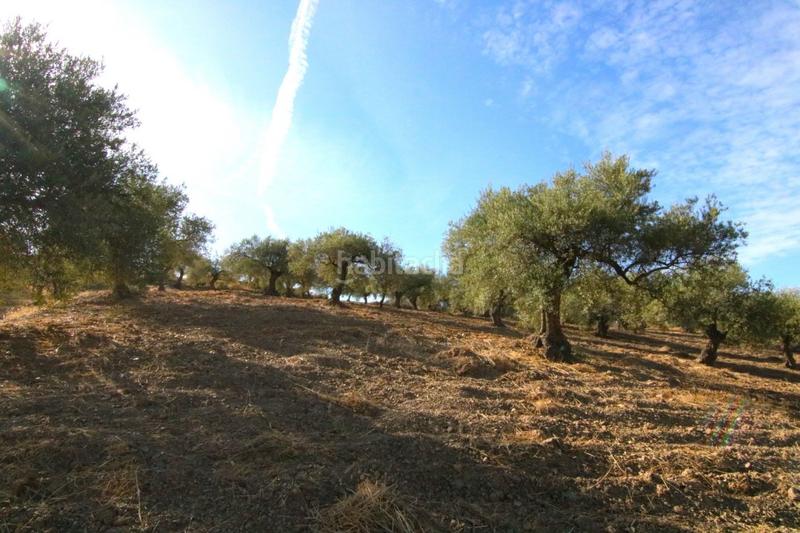 Foto 703ba70b-6176-43e2-a500-b48de9e0b3d0. Finca rústica a Tolox