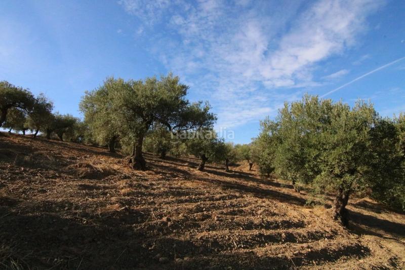 Foto 860adbaf-db33-42a7-93f8-c95ef3f3daf6. Finca rústica a Tolox