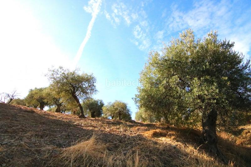 Foto c2220ec1-7993-49ff-b300-f919d71932fa. Finca rústica a Tolox