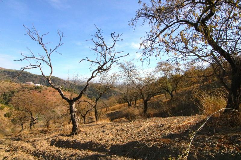 Foto ea025db6-64ce-4cbd-beac-a9f65c45b074. Finca rústica a Tolox
