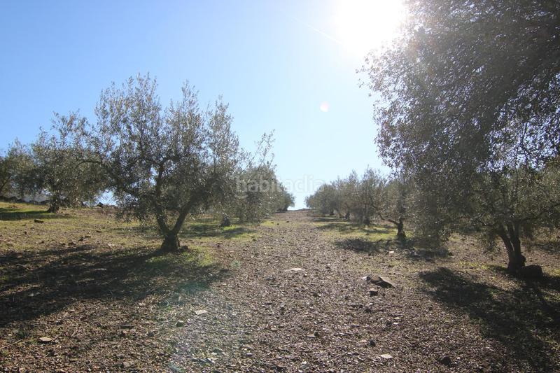 Foto 0dac5ff1-f798-436c-bac5-af228b4fa083. Finca rústica a Coín