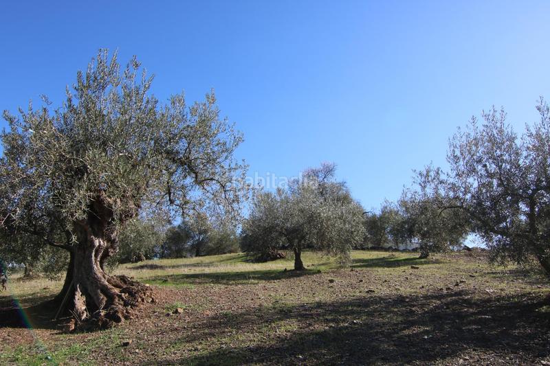 Foto 1b10e3b2-39ac-4eae-975e-9b40d9947bad. Finca rústica a Coín