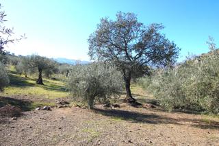 Finca rústica a Coín. Parcela de 11.832 m2 con olivos en coin