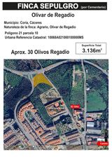 Landgut  Calle idanha nova. Olivar regadío el coria, caceres