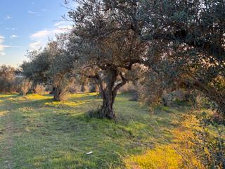 Rural plot  Avenida alfonso vii. Parcela en coria
