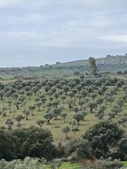 Fondo rustico  N/a. Finca chapitel, olivos de secano