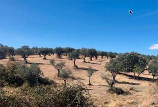 Landgut  N/a. Finca chapitel, olivos de secano