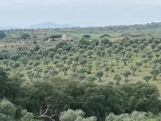 Rural plot  N/a. Finca chapitel, olivos de secano