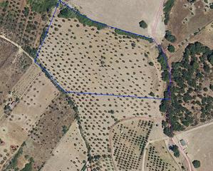 Finca rústica  N/a. Finca chapitel, olivos de secano