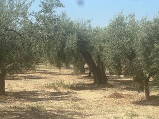 Residential Plot in Cañada del Fenollar. Se vende parcela rustica con olivas en produccion