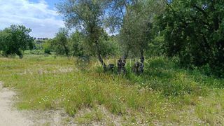 Finca r�stica en M�ntrida. Parcela r�stica de 4.352m2 en el municipio de m�ntrida