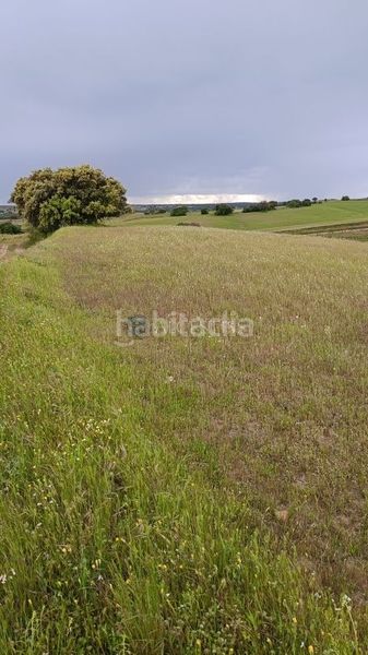 Foto 10887de4-c758-47fb-a133-c1a0d5c4563b. Finca rústica a Torre de Esteban Hambrán (La)