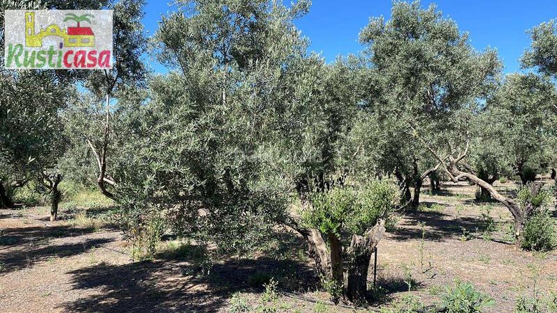 Foto 0d256897-ed2a-4f9d-ba10-e67d0b99e138. Landgut in San Gonzalo Linares