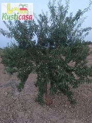 Finca rústica a Sevilleja. Parcela de olivos y arboles frutales con vehículo de regalo.