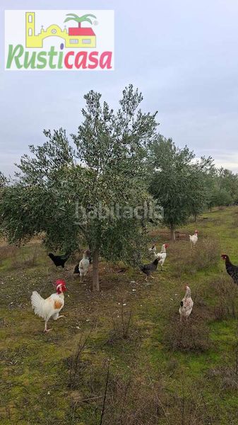 Foto 41efd642-cb8e-411e-8aa8-868a63364a20. Finca rústica a sevilleja a Bailén