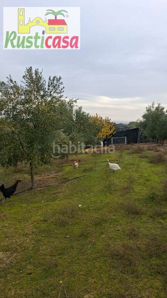 Foto 537757cd-5ac2-4950-941e-9390a5691312. Finca rústica a sevilleja a Bailén