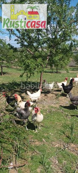 Foto 65e0b6cb-ebea-4c00-b757-48b1f6e6fe69. Finca rústica a sevilleja a Bailén