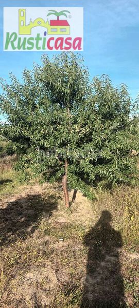 Foto 68e92a43-5d24-479e-ba28-9207c1789cab. Finca rústica a sevilleja a Bailén