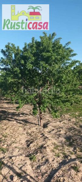 Foto b53629e6-e867-4ce2-acf0-1b5ef1c81796. Finca rústica a sevilleja a Bailén