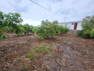 Finca rústica a Buenavista del Norte. Finca rústica en explotación con casa a reformar