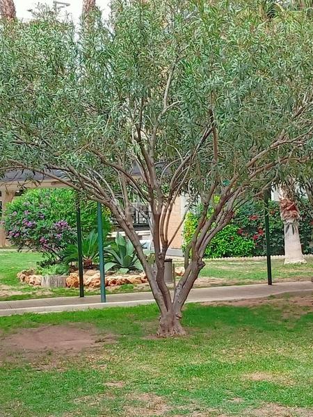 Foto 4de814f8-6a58-433b-9bb7-b48e3209aea4. Appartement avec chauffage piscine dans Vistahermosa Alicante