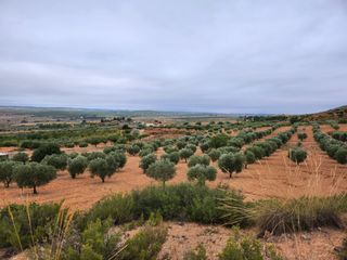 Fondo rustico  Calle diseminado 67. Olivar de 30.000 m2